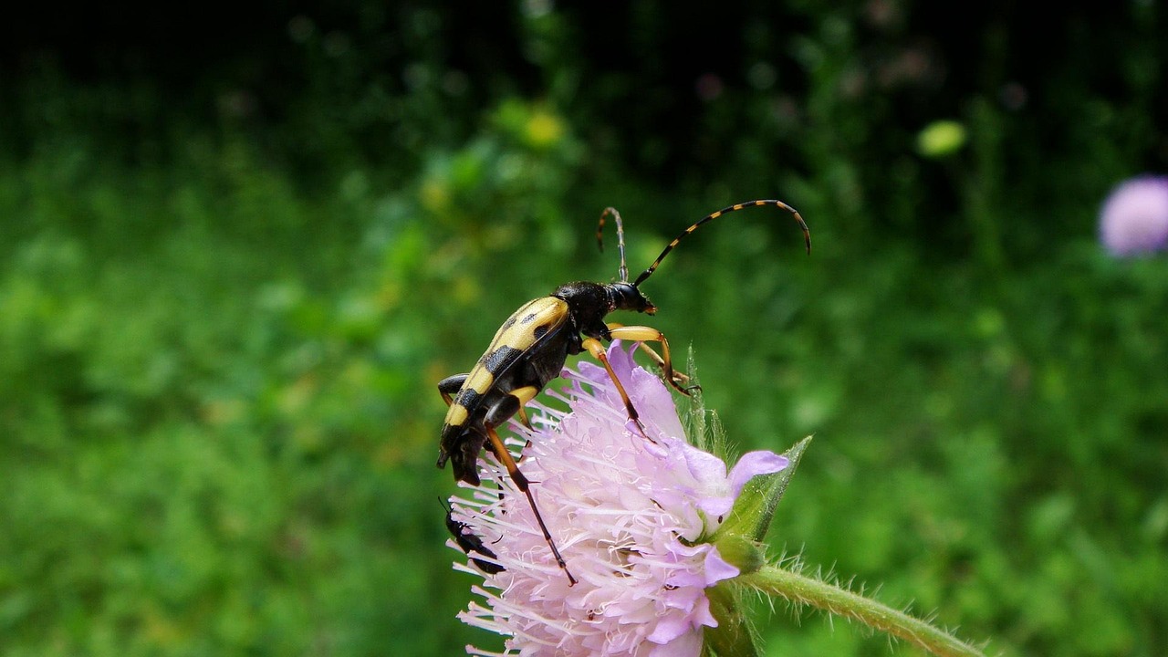 厦门台风动态更新,城市应对与居民生活受台风影响情况